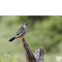 گونه شاهین آمور Amur Falcon